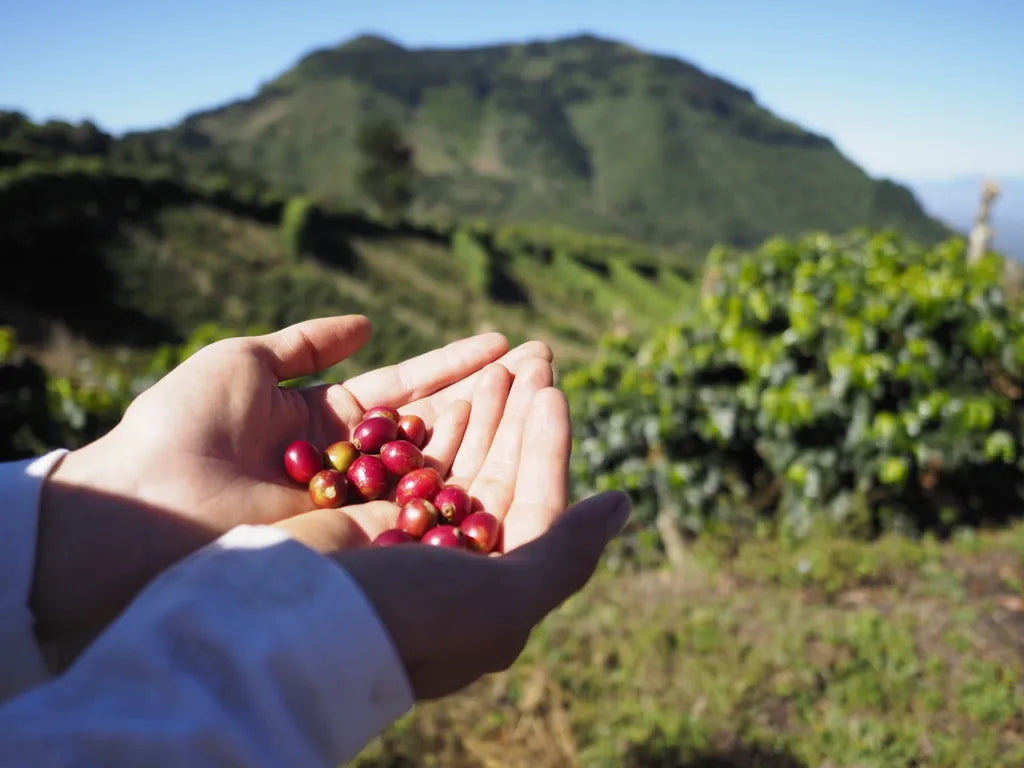 SINGLE ORIGIN NICARAGUA Bag of Whole Coffee Beans Blend Managua 8 oz